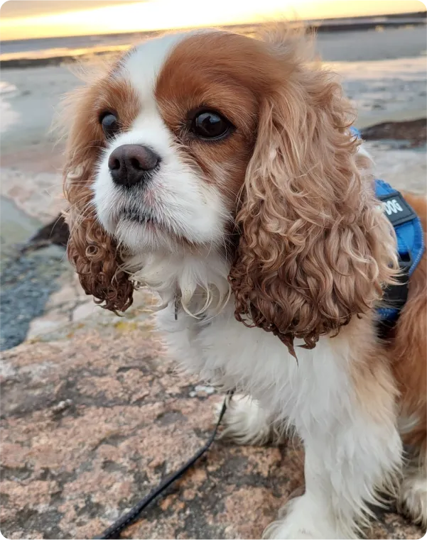 Gizmo The Therapy Dog